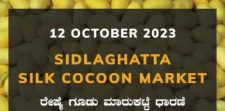 Sidlaghatta Silk Cocoon Market Price Rate ಶಿಡ್ಲಘಟ್ಟ ರೇಷ್ಮೆ ಗೂಡು ಮಾರುಕಟ್ಟೆ ಧಾರಣೆ