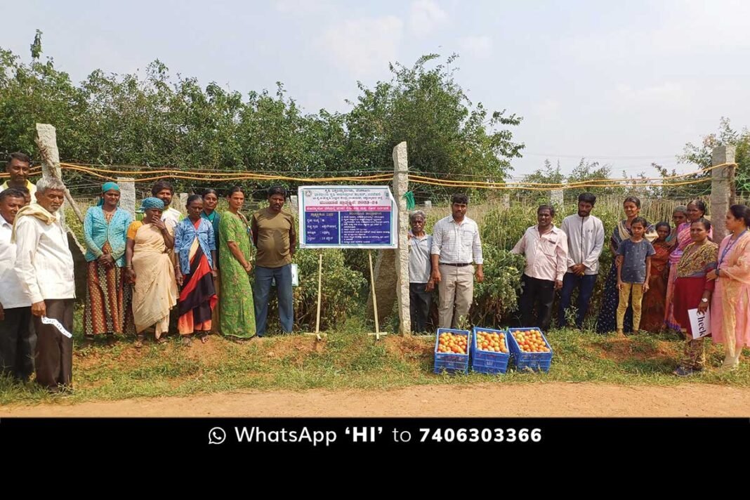 Tomato Crop Pest Control Measures