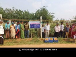 Tomato Crop Pest Control Measures