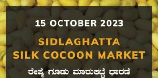 Sidlaghatta Silk Cocoon Market Price Rate ಶಿಡ್ಲಘಟ್ಟ ರೇಷ್ಮೆ ಗೂಡು ಮಾರುಕಟ್ಟೆ ಧಾರಣೆ