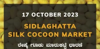 Sidlaghatta Silk Cocoon Market Price Rate ಶಿಡ್ಲಘಟ್ಟ ರೇಷ್ಮೆ ಗೂಡು ಮಾರುಕಟ್ಟೆ ಧಾರಣೆ