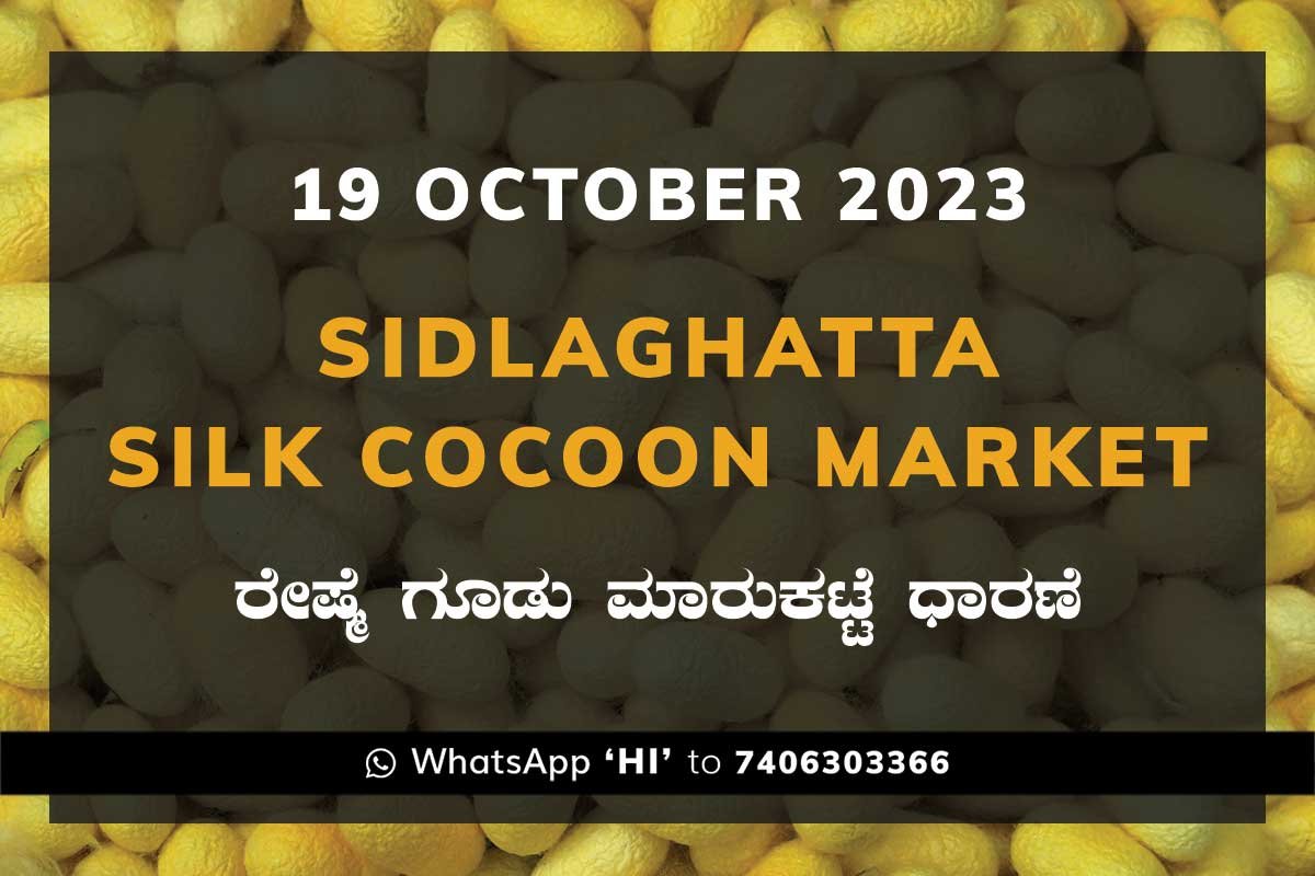 Sidlaghatta Silk Cocoon Market Price Rate ಶಿಡ್ಲಘಟ್ಟ ರೇಷ್ಮೆ ಗೂಡು ಮಾರುಕಟ್ಟೆ ಧಾರಣೆ