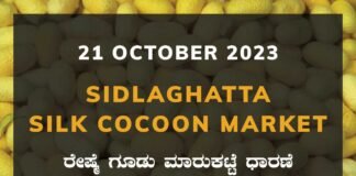 Sidlaghatta Silk Cocoon Market Price Rate ಶಿಡ್ಲಘಟ್ಟ ರೇಷ್ಮೆ ಗೂಡು ಮಾರುಕಟ್ಟೆ ಧಾರಣೆ