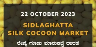 Sidlaghatta Silk Cocoon Market Price Rate ಶಿಡ್ಲಘಟ್ಟ ರೇಷ್ಮೆ ಗೂಡು ಮಾರುಕಟ್ಟೆ ಧಾರಣೆ