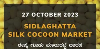 Sidlaghatta Silk Cocoon Market Price Rate ಶಿಡ್ಲಘಟ್ಟ ರೇಷ್ಮೆ ಗೂಡು ಮಾರುಕಟ್ಟೆ ಧಾರಣೆ