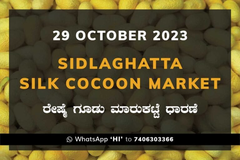 Sidlaghatta Silk Cocoon Market Price Rate ಶಿಡ್ಲಘಟ್ಟ ರೇಷ್ಮೆ ಗೂಡು ಮಾರುಕಟ್ಟೆ ಧಾರಣೆ