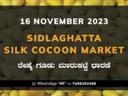 Sidlaghatta Silk Cocoon Market Price Rate ಶಿಡ್ಲಘಟ್ಟ ರೇಷ್ಮೆ ಗೂಡು ಮಾರುಕಟ್ಟೆ ಧಾರಣೆ