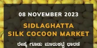 Sidlaghatta Silk Cocoon Market Price Rate ಶಿಡ್ಲಘಟ್ಟ ರೇಷ್ಮೆ ಗೂಡು ಮಾರುಕಟ್ಟೆ ಧಾರಣೆ