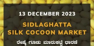 Sidlaghatta Silk Cocoon Market Price Rate ಶಿಡ್ಲಘಟ್ಟ ರೇಷ್ಮೆ ಗೂಡು ಮಾರುಕಟ್ಟೆ ಧಾರಣೆ
