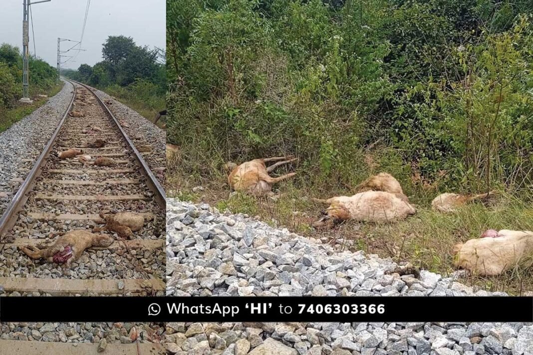 Train Accident Sheep Death