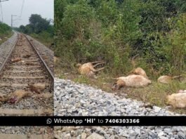 Train Accident Sheep Death
