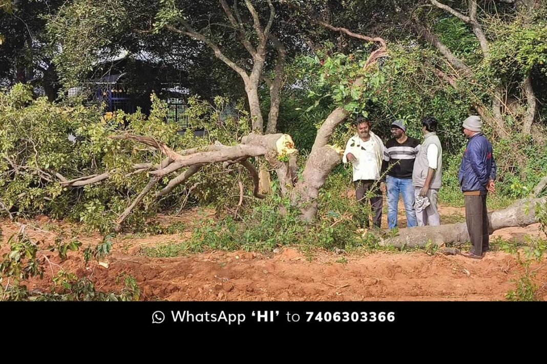 trees cut illegally