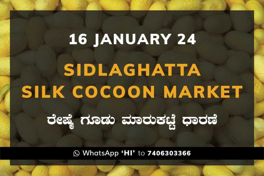 16Jan24Ka2f Sidlaghatta Silk Cocoon Market Price Rate ಶಿಡ್ಲಘಟ್ಟ ರೇಷ್ಮೆ ಗೂಡು ಮಾರುಕಟ್ಟೆ ಧಾರಣೆ