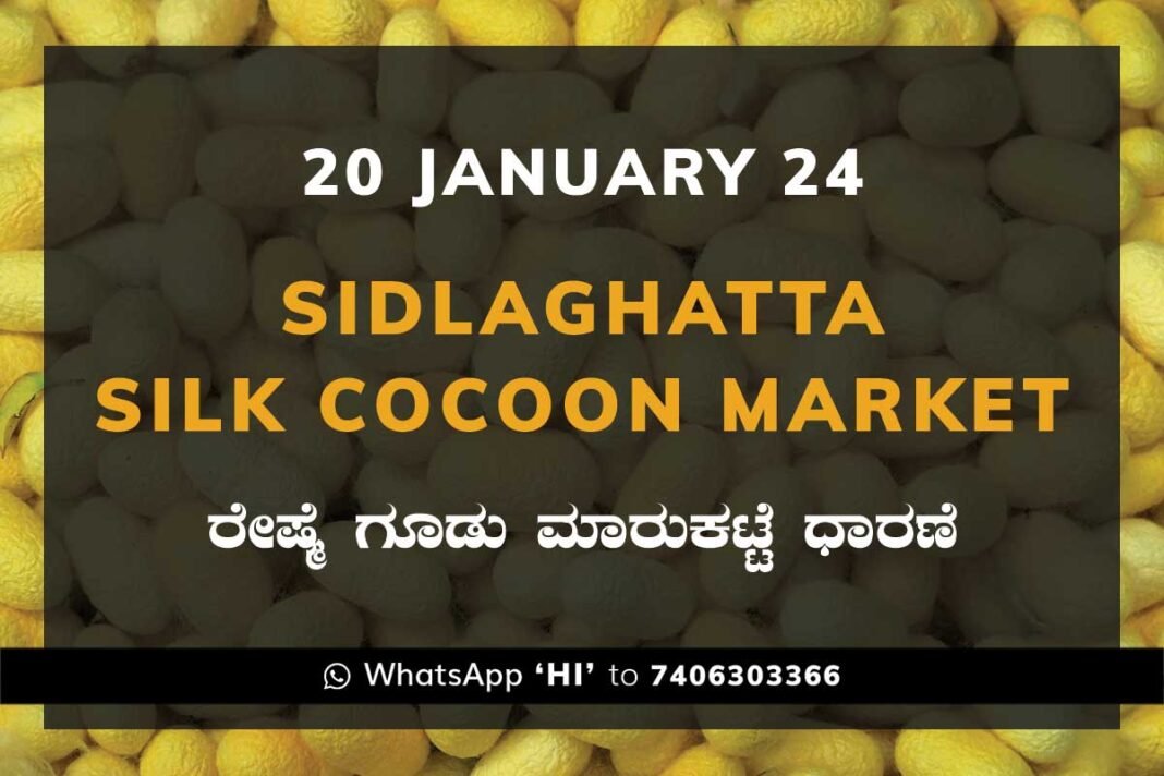 20Jan24Ka2a Sidlaghatta Silk Cocoon Market Price Rate ಶಿಡ್ಲಘಟ್ಟ ರೇಷ್ಮೆ ಗೂಡು ಮಾರುಕಟ್ಟೆ ಧಾರಣೆ