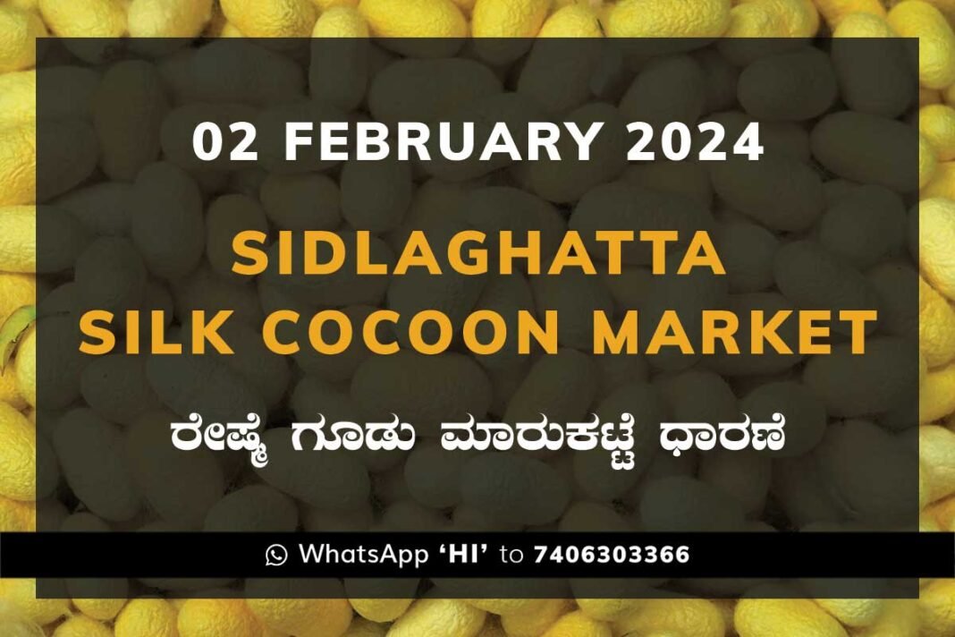 02Feb24Ka2f Sidlaghatta Silk Cocoon Market Price Rate ಶಿಡ್ಲಘಟ್ಟ ರೇಷ್ಮೆ ಗೂಡು ಮಾರುಕಟ್ಟೆ ಧಾರಣೆ