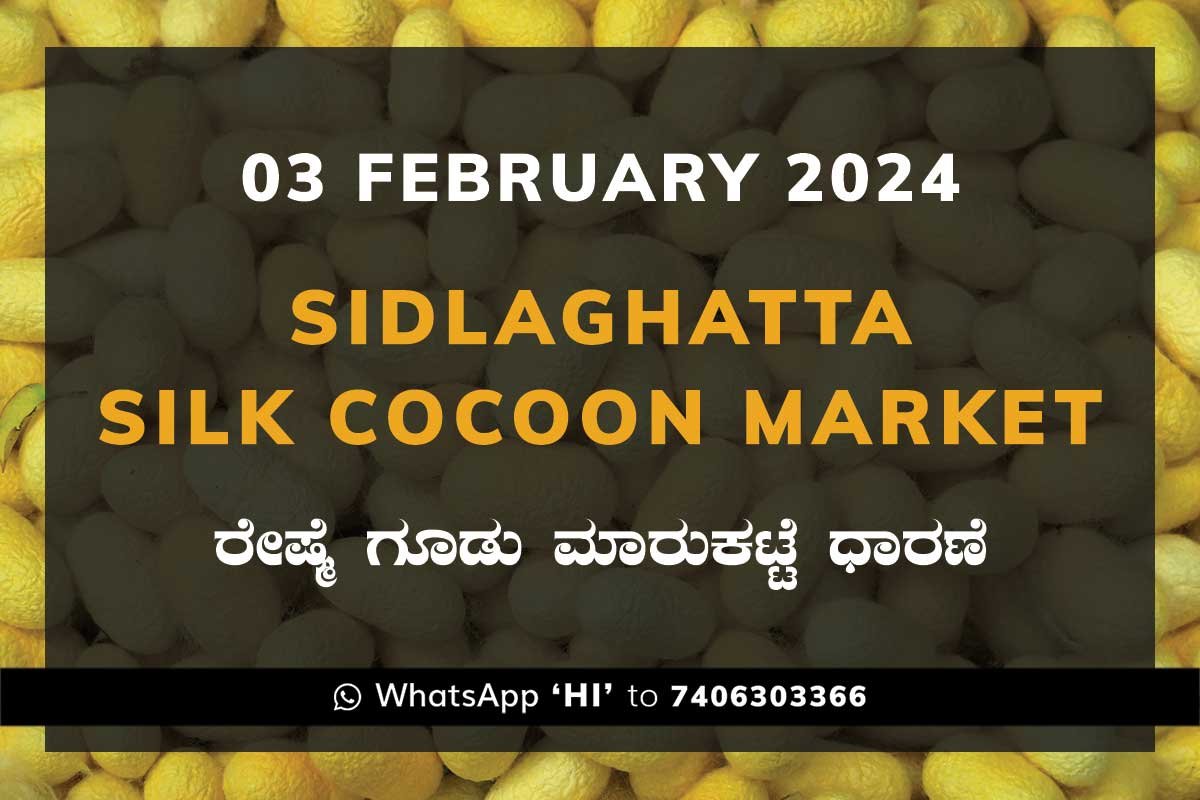 03Feb24Ka2g Sidlaghatta Silk Cocoon Market Price Rate ಶಿಡ್ಲಘಟ್ಟ ರೇಷ್ಮೆ ಗೂಡು ಮಾರುಕಟ್ಟೆ ಧಾರಣೆ