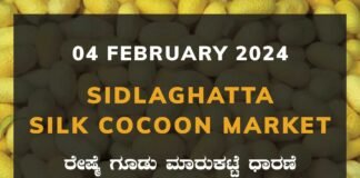 Sidlaghatta Silk Cocoon Market Price Rate ಶಿಡ್ಲಘಟ್ಟ ರೇಷ್ಮೆ ಗೂಡು ಮಾರುಕಟ್ಟೆ ಧಾರಣೆ