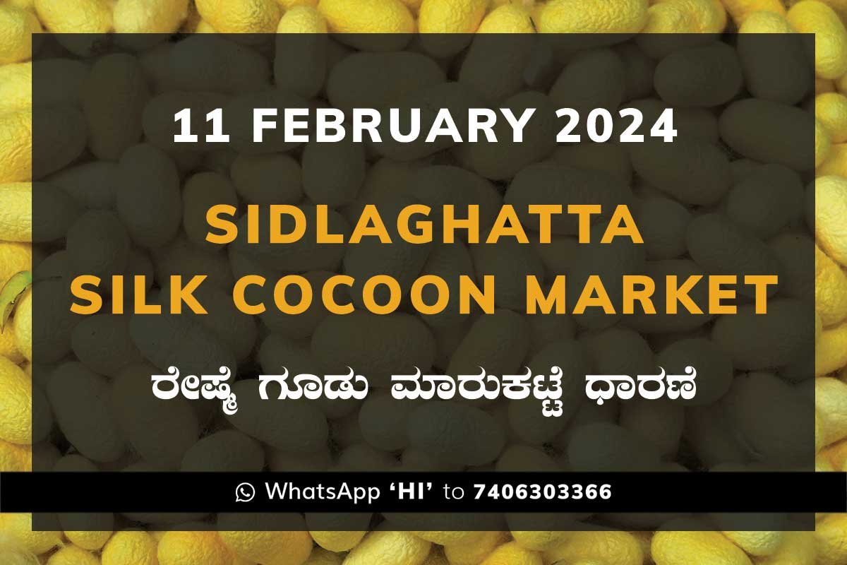 11Feb24Ka2a Sidlaghatta Silk Cocoon Market Price Rate ಶಿಡ್ಲಘಟ್ಟ ರೇಷ್ಮೆ ಗೂಡು ಮಾರುಕಟ್ಟೆ ಧಾರಣೆ