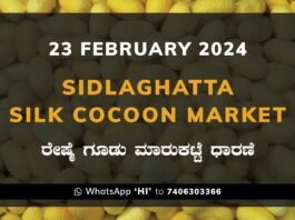 Sidlaghatta Silk Cocoon Market Price Rate ಶಿಡ್ಲಘಟ್ಟ ರೇಷ್ಮೆ ಗೂಡು ಮಾರುಕಟ್ಟೆ ಧಾರಣೆ