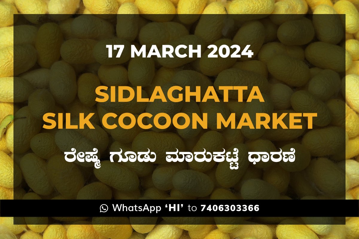 17Mar24KA02i Sidlaghatta Silk Cocoon Market Price Rate ಶಿಡ್ಲಘಟ್ಟ ರೇಷ್ಮೆ ಗೂಡು ಮಾರುಕಟ್ಟೆ ಧಾರಣೆ