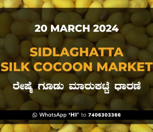 Sidlaghatta Silk Cocoon Market Price Rate ಶಿಡ್ಲಘಟ್ಟ ರೇಷ್ಮೆ ಗೂಡು ಮಾರುಕಟ್ಟೆ ಧಾರಣೆ