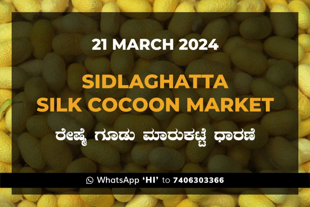 21Mar24KA02i Sidlaghatta Silk Cocoon Market Price Rate ಶಿಡ್ಲಘಟ್ಟ ರೇಷ್ಮೆ ಗೂಡು ಮಾರುಕಟ್ಟೆ ಧಾರಣೆ