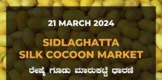 Sidlaghatta Silk Cocoon Market Price Rate ಶಿಡ್ಲಘಟ್ಟ ರೇಷ್ಮೆ ಗೂಡು ಮಾರುಕಟ್ಟೆ ಧಾರಣೆ