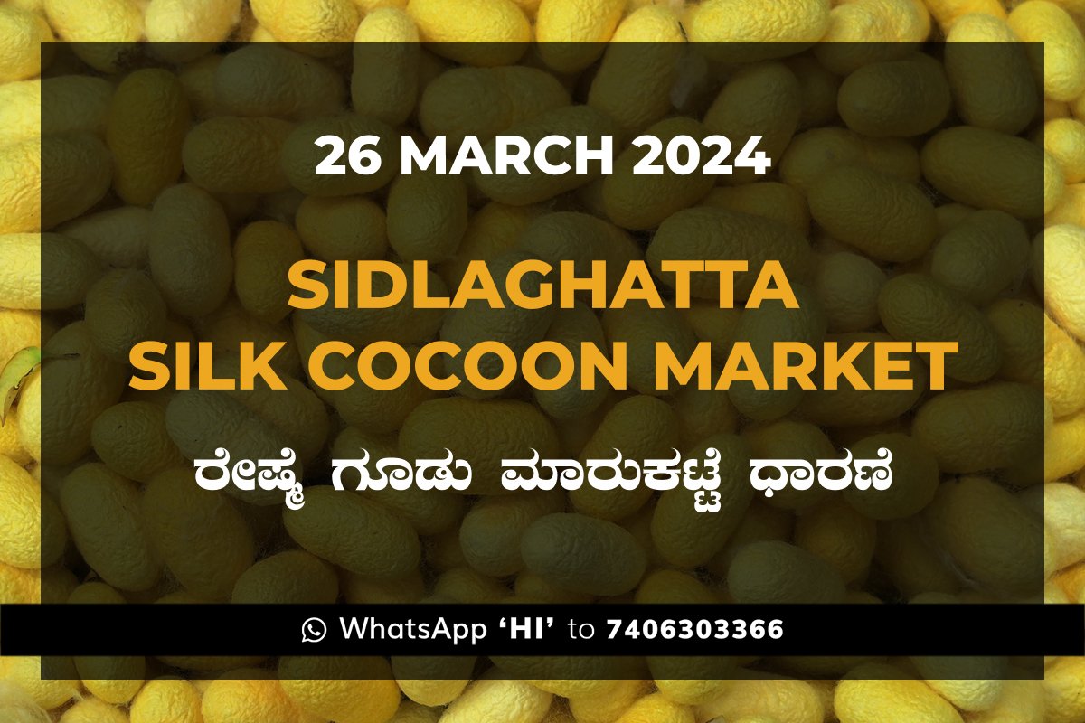 26Mar24KA02i Sidlaghatta Silk Cocoon Market Price Rate ಶಿಡ್ಲಘಟ್ಟ ರೇಷ್ಮೆ ಗೂಡು ಮಾರುಕಟ್ಟೆ ಧಾರಣೆ
