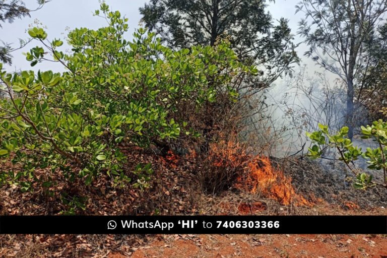 Sidlaghatta Idludu Fire Burn Agriculture Crop Loss