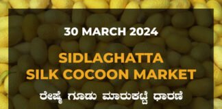 Sidlaghatta Silk Cocoon Market Price Rate ಶಿಡ್ಲಘಟ್ಟ ರೇಷ್ಮೆ ಗೂಡು ಮಾರುಕಟ್ಟೆ ಧಾರಣೆ