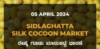 Sidlaghatta Silk Cocoon Market Price Rate ಶಿಡ್ಲಘಟ್ಟ ರೇಷ್ಮೆ ಗೂಡು ಮಾರುಕಟ್ಟೆ ಧಾರಣೆ