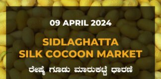 Sidlaghatta Silk Cocoon Market Price Rate ಶಿಡ್ಲಘಟ್ಟ ರೇಷ್ಮೆ ಗೂಡು ಮಾರುಕಟ್ಟೆ ಧಾರಣೆ
