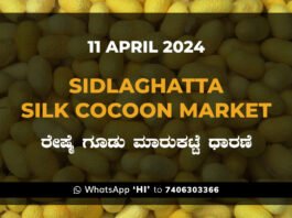 Sidlaghatta Silk Cocoon Market Price Rate ಶಿಡ್ಲಘಟ್ಟ ರೇಷ್ಮೆ ಗೂಡು ಮಾರುಕಟ್ಟೆ ಧಾರಣೆ