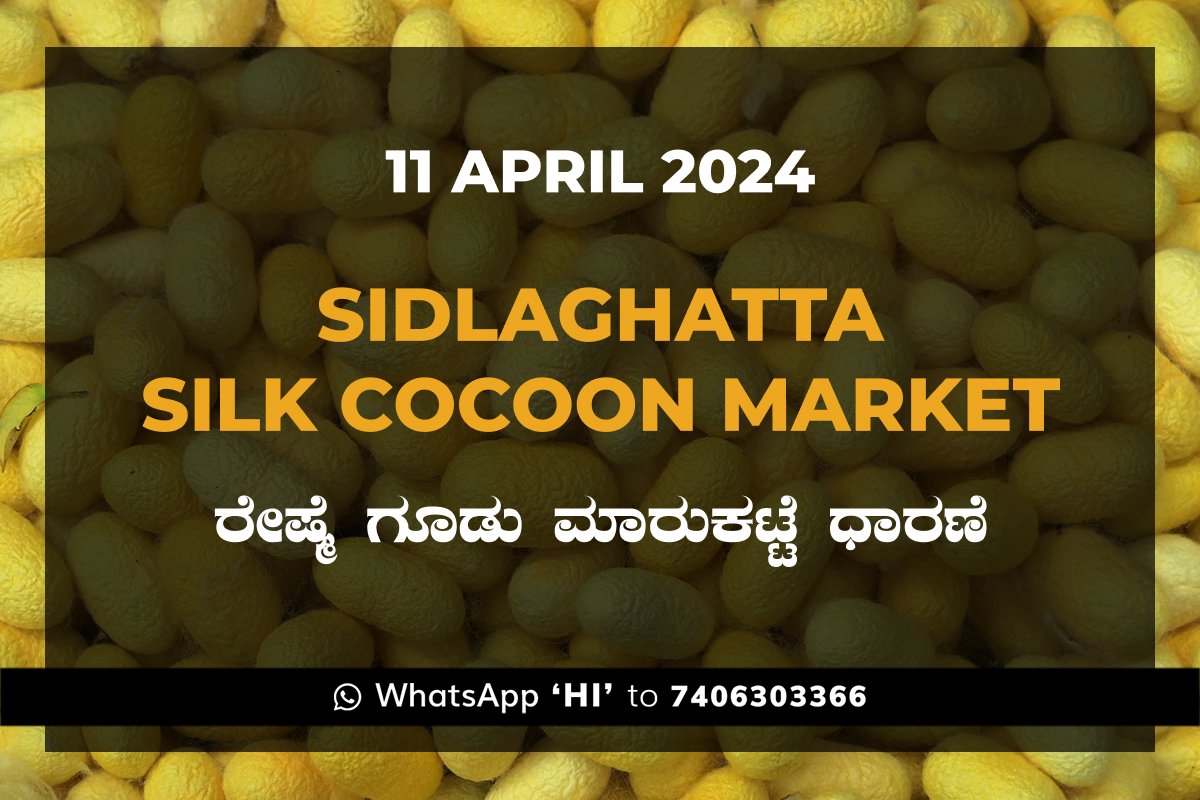 Sidlaghatta Silk Cocoon Market Price Rate ಶಿಡ್ಲಘಟ್ಟ ರೇಷ್ಮೆ ಗೂಡು ಮಾರುಕಟ್ಟೆ ಧಾರಣೆ