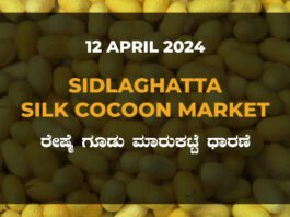 Sidlaghatta Silk Cocoon Market Price Rate ಶಿಡ್ಲಘಟ್ಟ ರೇಷ್ಮೆ ಗೂಡು ಮಾರುಕಟ್ಟೆ ಧಾರಣೆ