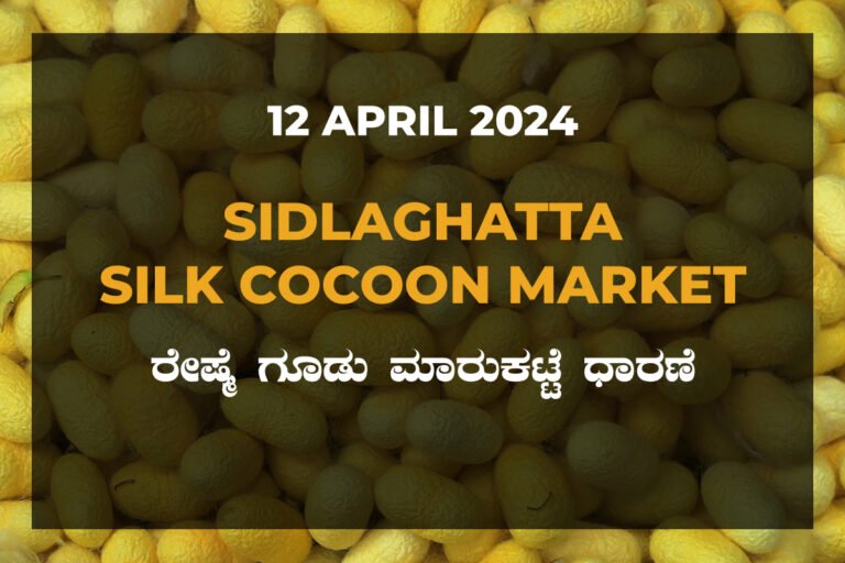 Sidlaghatta Silk Cocoon Market Price Rate ಶಿಡ್ಲಘಟ್ಟ ರೇಷ್ಮೆ ಗೂಡು ಮಾರುಕಟ್ಟೆ ಧಾರಣೆ