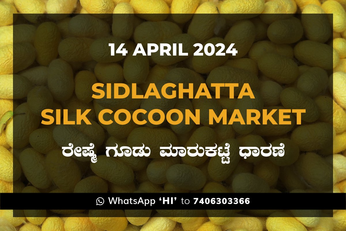 14APR24SD02a Sidlaghatta Silk Cocoon Market Price Rate ಶಿಡ್ಲಘಟ್ಟ ರೇಷ್ಮೆ ಗೂಡು ಮಾರುಕಟ್ಟೆ ಧಾರಣೆ