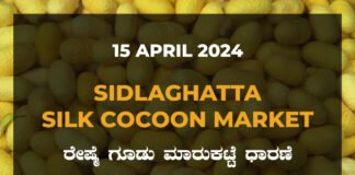 Sidlaghatta Silk Cocoon Market Price Rate ಶಿಡ್ಲಘಟ್ಟ ರೇಷ್ಮೆ ಗೂಡು ಮಾರುಕಟ್ಟೆ ಧಾರಣೆ