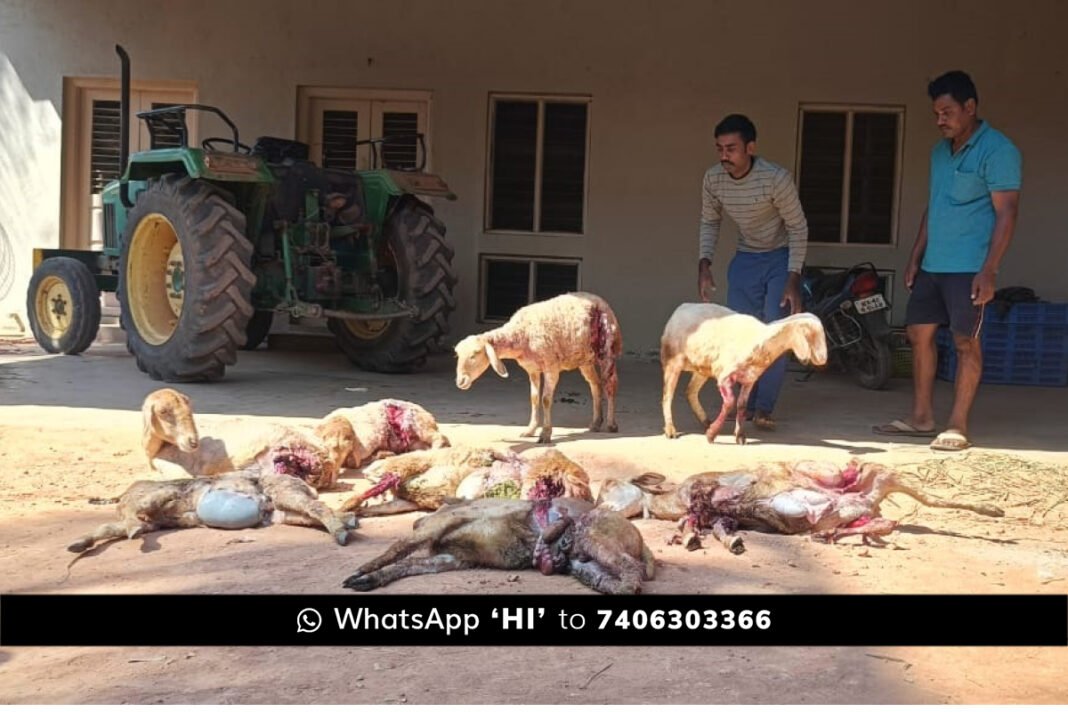 Sidlaghatta Wild Animal Atack Sheep