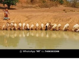Grama Panchayat Animals Drinking Water Facility