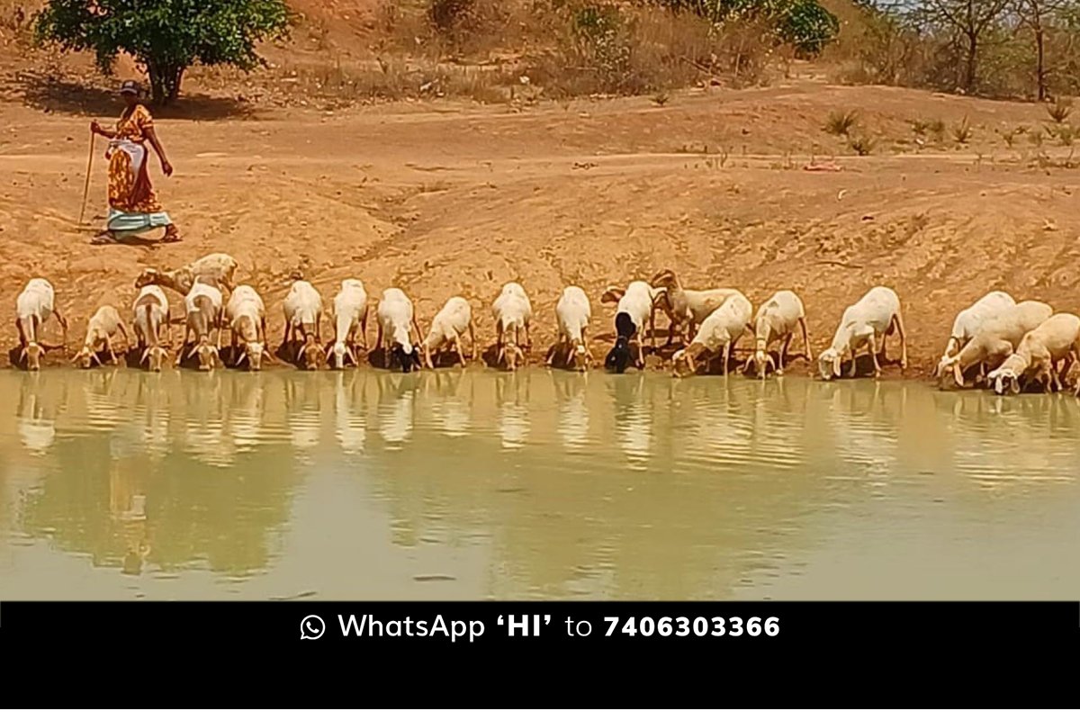 Grama Panchayat Animals Drinking Water Facility