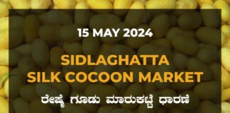 Sidlaghatta Silk Cocoon Market Price Rate ಶಿಡ್ಲಘಟ್ಟ ರೇಷ್ಮೆ ಗೂಡು ಮಾರುಕಟ್ಟೆ ಧಾರಣೆ