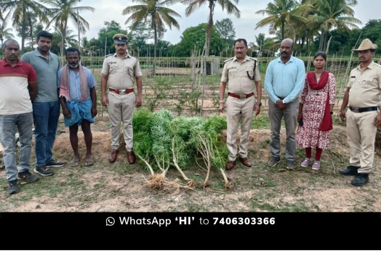 Arrest of a farmer who had grown a prohibited cannabis plant in Sidlaghatta Taluk
