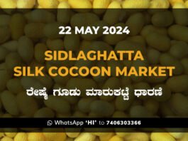 Sidlaghatta Silk Cocoon Market Price Rate ಶಿಡ್ಲಘಟ್ಟ ರೇಷ್ಮೆ ಗೂಡು ಮಾರುಕಟ್ಟೆ ಧಾರಣೆ