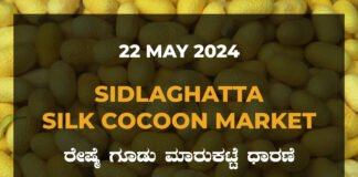 Sidlaghatta Silk Cocoon Market Price Rate ಶಿಡ್ಲಘಟ್ಟ ರೇಷ್ಮೆ ಗೂಡು ಮಾರುಕಟ್ಟೆ ಧಾರಣೆ