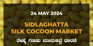 Sidlaghatta Silk Cocoon Market Price Rate ಶಿಡ್ಲಘಟ್ಟ ರೇಷ್ಮೆ ಗೂಡು ಮಾರುಕಟ್ಟೆ ಧಾರಣೆ