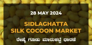 Sidlaghatta Silk Cocoon Market Price Rate ಶಿಡ್ಲಘಟ್ಟ ರೇಷ್ಮೆ ಗೂಡು ಮಾರುಕಟ್ಟೆ ಧಾರಣೆ