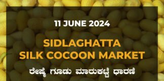 Sidlaghatta Silk Cocoon Market Price Rate ಶಿಡ್ಲಘಟ್ಟ ರೇಷ್ಮೆ ಗೂಡು ಮಾರುಕಟ್ಟೆ ಧಾರಣೆ