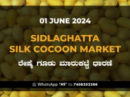 Sidlaghatta Silk Cocoon Market Price Rate ಶಿಡ್ಲಘಟ್ಟ ರೇಷ್ಮೆ ಗೂಡು ಮಾರುಕಟ್ಟೆ ಧಾರಣೆ