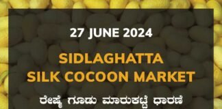 Sidlaghatta Silk Cocoon Market Price Rate ಶಿಡ್ಲಘಟ್ಟ ರೇಷ್ಮೆ ಗೂಡು ಮಾರುಕಟ್ಟೆ ಧಾರಣೆ